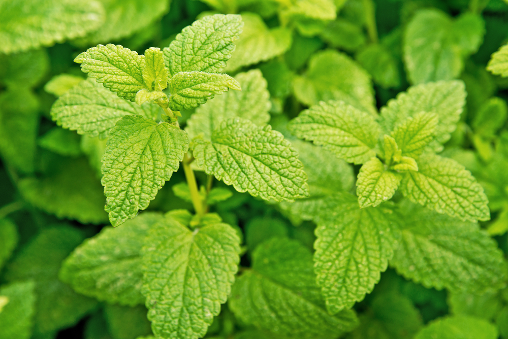 Antioxidant, digestive comfort and relaxation… Let’s discover the health benefits of lemon balm.